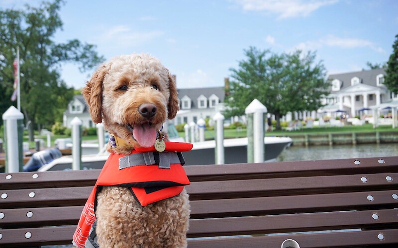 Dog wearing a red life jacket seated by the waterfront at Inn at Perry Cabin